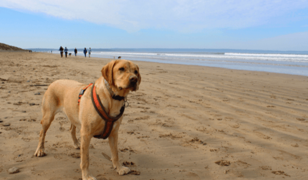 Dog friendly winter breaks in North Devon The Exeter Daily